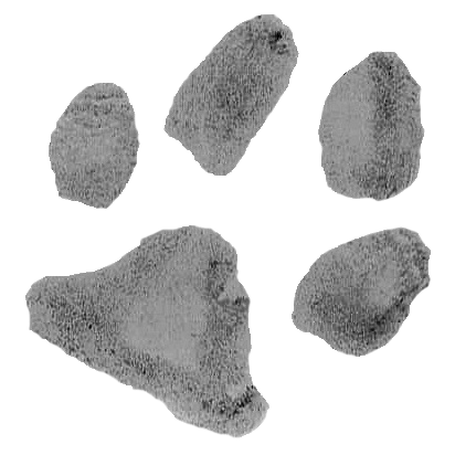 Paw print
